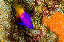 Fairy basslet (Gramma loreto) Bonaire, Netherlands Antilles, Caribbean