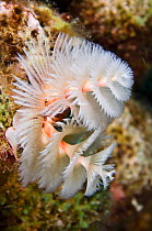 Christmas tree worm (Spirobranchus giganteus) on Star coral (Montastraea cavernosa) Bonaire, Netherlands Antilles, Caribbean