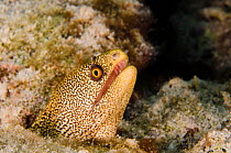 Goldentail moray eel (Gymnothorax miliaris) Bonaire, Netherlands Antilles, Caribbean