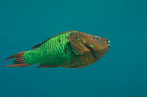 Blue parrotfish (Scarus coeruleus) Bonaire, Netherlands Antilles, Caribbean