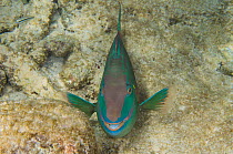 Stoplight parrotfish (Sparisoma viride) Bonaire, Netherlands Antilles, Caribbean
