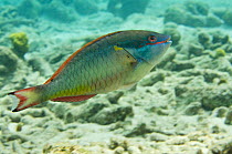Redband parrotfish (Sparisoma aurofrenatum) Bonaire, Netherlands Antilles, Caribbean
