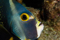 French angelfish (Pomacanthus paru) close up of face, Bonaire, Netherlands Antilles, Caribbean