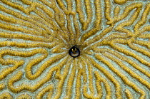 Yellownose goby (Elacatinus randalli) in Grooved brain coral (Diploria labyrinthiformis) Bonaire, Netherlands Antilles, Caribbean