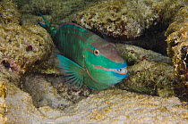 Stoplight parrotfish (Sparisoma viride) amongst reef rocks, Bonaire, Netherlands Antilles, Caribbean