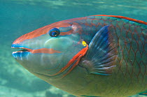 Spotlight Parrotfish (Sparisoma viride) profile portrait, Bonaire, Netherlands Antilles, Caribbean