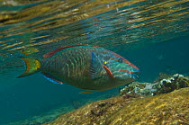 Spotlight Parrotfish (Sparisoma viride) Bonaire, Netherlands Antilles, Caribbean