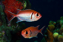 Blackbar Soldierfish (Myripristis jacobus) Bonaire, Netherlands Antilles, Caribbean