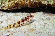 Goldline blenny (Malacoctenus aurolineatus)  Bonaire, Netherlands Antilles, Caribbean