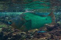 Blue Parrotfish (Scarus coeruleus) just below water line, Bonaire, Netherlands Antilles, Caribbean