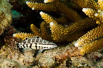 Harlequin Bass (Serranus tigrinus) next to coral,  Bonaire, Netherlands Antilles, Caribbean