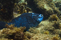Midnight parrotfish (Scarus coelestinus) Bonaire, Netherlands Antilles, Caribbean