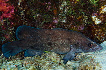 Greater soapfish (Rypticus saponaceus) Bonaire, Netherlands Antilles, Caribbean