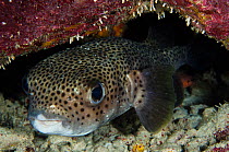 Porcupine fish (Diodon hystrix) Bonaire, Netherlands Antilles, Caribbean