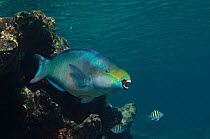 Queen parrotfish (Scarus vetula) Bonaire, Netherlands Antilles, Caribbean