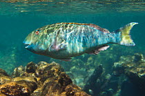 Yellowtail parrotfish (Sparisoma rubripinne) Bonaire, Netherlands Antilles, Caribbean