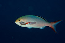 Cymothoid isopod (Anilocra spp or Renocila spp) on Creolefish (Paranthias furcifer) Bonaire, Netherlands Antilles, Caribbean