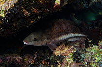Queen Parrotfish, initial phase (Scarus vetula) sheltering under rock, Bonaire, Netherlands Antilles, Caribbean