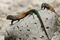 Bonaire whiptail lizard (Cnemidophorus murinus ruthveni) male, Bonaire, Netherlands Antilles, Caribbean.  Endemic to Bonaire and Klein Bonaire.