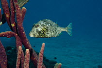 Spotted trunkfish (Lactophrys bicaudalis) Bonaire, Netherlands Antilles, Caribbean