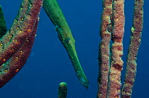 Trumpetfish (Aulostomus maculatus) Bonaire, Netherlands Antilles, Caribbean