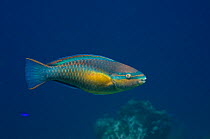 Princess parrotfish (Scarus taeniopterus) Bonaire, Netherlands Antilles, Caribbean