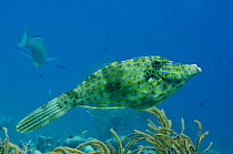 Scrawled or Longtail filefish (Aluterus scriptus) Bonaire, Netherlands Antilles, Caribbean