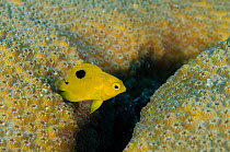 Three spot damselfish, juvenile (Stegastes / Pomacentrus planifrons) on Great Star coral (Montastraea cavernosa) Bonaire, Netherlands Antilles, Caribbean