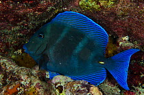 Blue tang (Acanthurus coeruleus) Bonaire, Netherlands Antilles, Caribbean