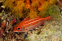 Dusky squirrelfish (Sargocentron vexillarium) Bonaire, Netherlands Antilles, Caribbean