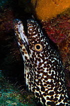 Reticulated moray eel (Muraena retifera) Bonaire, Netherlands Antilles, Caribbean