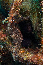 Longsnout seahorse (Hippocampus reidi) Bonaire, Netherlands Antilles, Caribbean