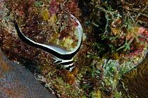 Spotted drum fish, juvenile (Equetus punctatus) Bonaire, Netherlands Antilles, Caribbean