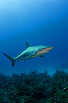 Caribbean reef shark (Carcharhinus perezi)  Jardines de la Reina National Park, Cuba