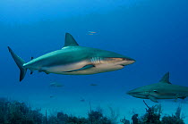 Caribbean reef sharks (Carcharhinus perezi)  Jardines de la Reina National Park, Cuba