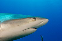 Caribbean reef shark (Carcharhinus perezi)  Jardines de la Reina National Park, Cuba