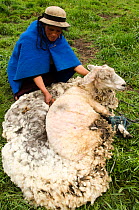 Quechua Indian shearing sheep, at base of Chimborazo Volcano (highest mountain in Ecuador) Andes, Ecuador, South America, 2011