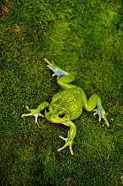 San Lucas marsupial frog (Gastrotheca pseustes)~base of Chimborazo Volcano (Highest mountain in Ecuador), Andes, Ecuador, South America - endemic to Ecuador, endangered species.