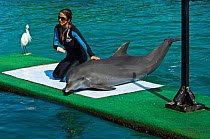Bottlenose dolphin (Tursiops truncatus) with trainer in Aquarium, Islas del Rosario, off Cartagena (Cartagena de los Indios) Atlantico Province, Columbia, captive