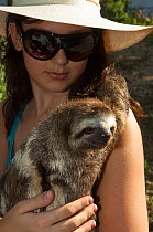 Brown throated three toed sloth (Bradypus variegatus) with tourist, Columbia, captive