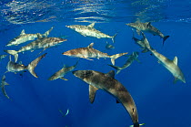Shoal of Silky sharks (Carcharhinus falciformis)~Jardines de la Reina National Park, Cuba