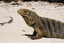 Cuban rock iguana (Cyclura nubila) Jardines de la Reina National Park, Cuba, Caribbean