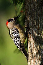 West Indian woodpecker (Melanerpes superciliaris)  Cienega de Zapata, Cuba, Caribbean