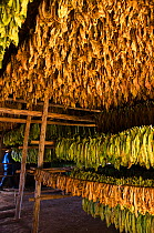 Tobacco leaves drying in shed in Viales Valley, in Sierra Rosario Mountain Range, UNESCO World Heritage site, Cuba, Caribbean, 2011