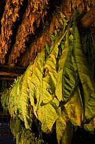 Tobacco leaves drying in shed in Viales Valley, in Sierra Rosario Mountain Range, UNESCO World Heritage site, Cuba, Caribbean, 2011