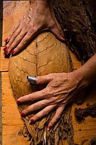Woman working with tobacco leaves, sorting and drying, Viales Valley, Cuba, Caribbean