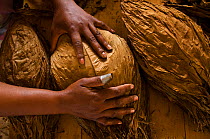 Woman working with tobacco leaves, sorting and drying, Viales Valley, Cuba, Caribbean