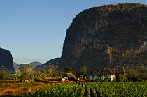 Viales Valley with Tobacco crop, Sierra Rosario Mountain Range with Mojotes (limestone tree-covered knolls) UNESCO World Heritage site, Cuba, Caribbean, 2011