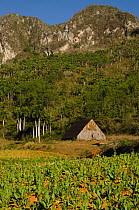 Tobacco field and shed, Sierra Rosario Mountain Range with Mojotes (limestone tree-covered knolls) UNESCO World Heritage site, Cuba, Caribbean, 2011
