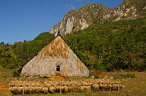 Tobacco field and shed, Sierra Rosario Mountain Range with Mojotes (limestone tree-covered knolls) UNESCO World Heritage site, Cuba, Caribbean, 2011